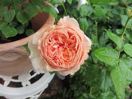 s-IMG_4809.jpg