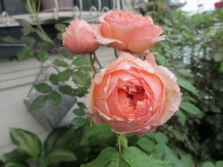 s-IMG_4810.jpg